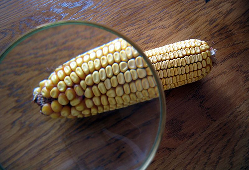 La superficie de cultivo de maíz transgénico en España se incremento un 19 %