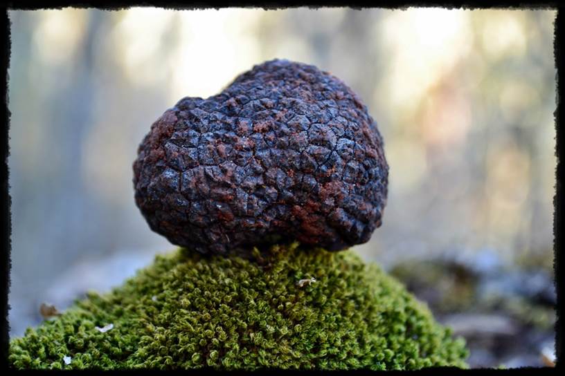 Promocionan la trufa negra de Soria