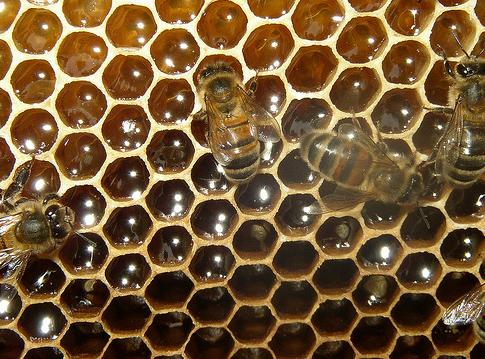 Producir miel en la ciudad