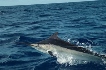 Quintana pide a Aguilar "las aclaraciones pertinentes" a la recomendación sobre consumo de atún y pez espada