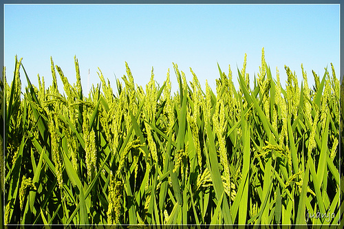 Bayer comercializa un arroz pregerminado que contamina menos