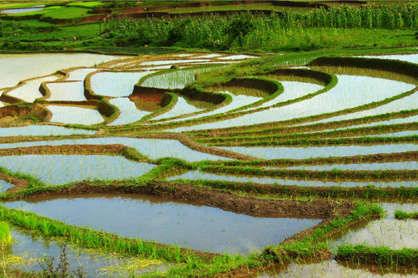 La gestión ecológica del arroz que recorta las pérdidas