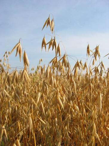 Investigan nuevas terapias suplementarias a la dieta sin gluten para pacientes celiacos