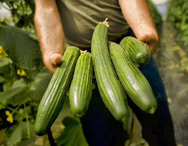 El Gobierno cuestiona que la contaminación provenga de pepinos españoles