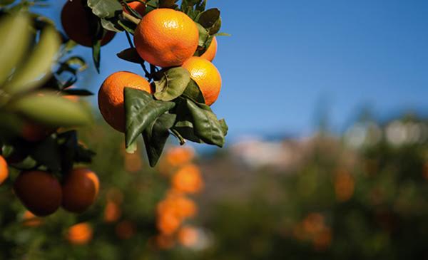 Los cítricos… mejor ecológicos