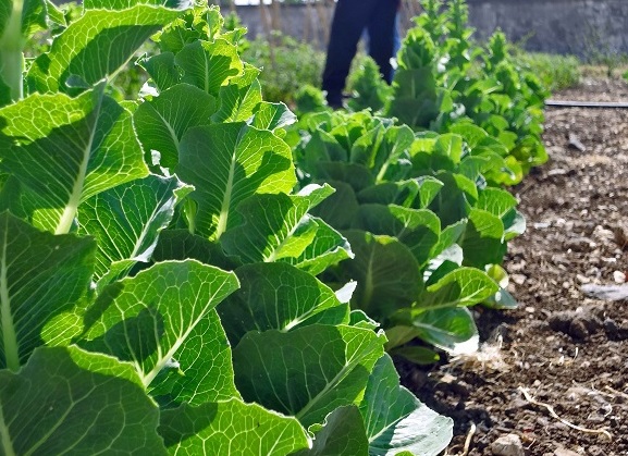 Huertos escolares en Siria para garantizar la nutrición de los más pequeños y promover su educación alimentaria
