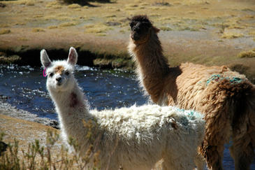 Un yogur con anticuerpos de llama contra los rotavirus