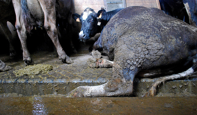 Cien imputados por dopar vacas para producir más leche