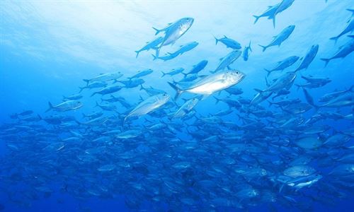 Campaña por la elección responsable de pescado y marisco