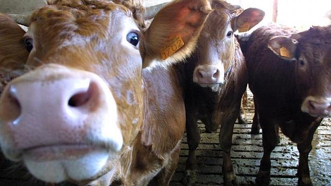 Ecotimo: leche sostenible