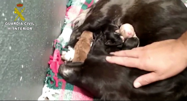 Vergüenza nacional: más cachorros al contenedor