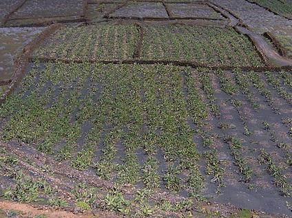 Observaciones sobre la agricultura genéticamente modificada y la necesidad de una verdadera soberanía popular