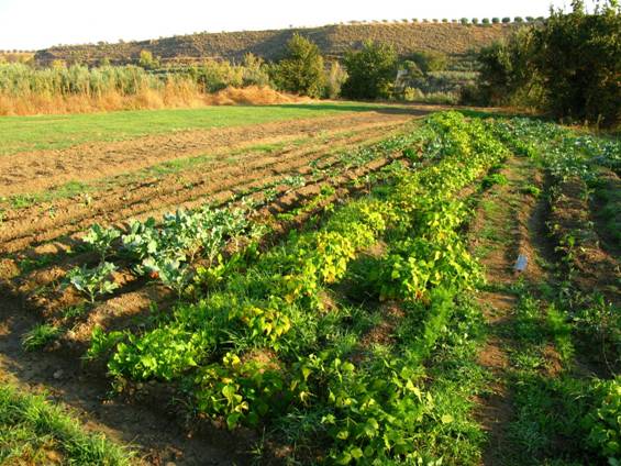 Comunidad de Madrid. Fuenlabrada habilitará huertas comunales para desempleados