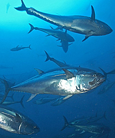 Aguilera destaca el trabajo del MARM