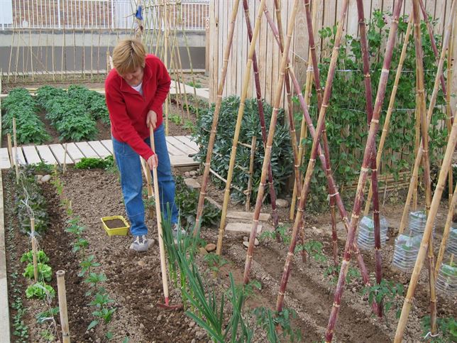 Baleares. Manacor regula los huertos ecológicos urbanos con finalidad social