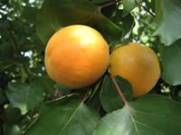 Recuperan el ADN de variedades de albaricoquero que se cultivaban hace más de medio siglo