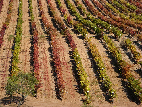 Una cata de ensaladas ecológicas