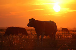 Antibióticos en los alimentos