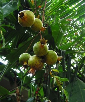 Redescubriendo la granada
