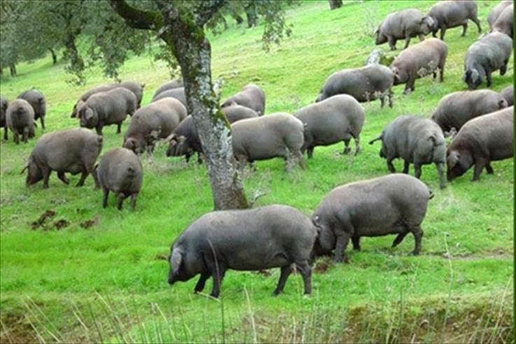 Huelva aglutina el 83