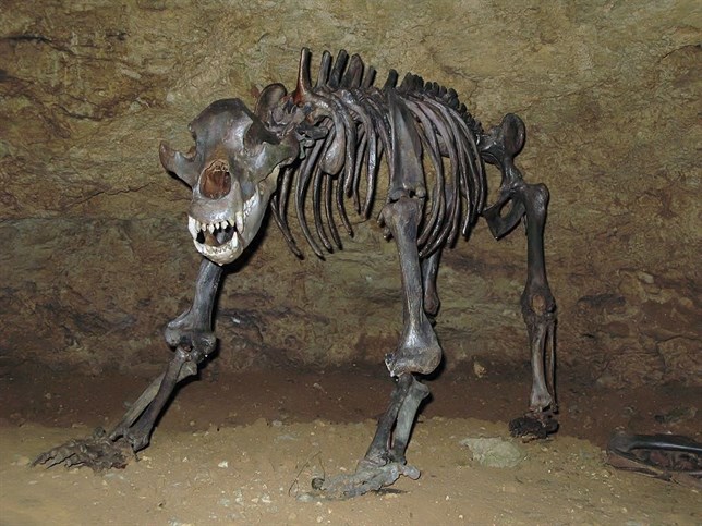 El oso de las cavernas dejo de ser vegetariano hace 25.000 años