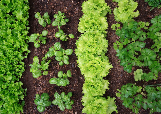 Murcia. La nueva orden de ayudas para agricultura ecológica aumenta su dotación hasta alcanzar los 53