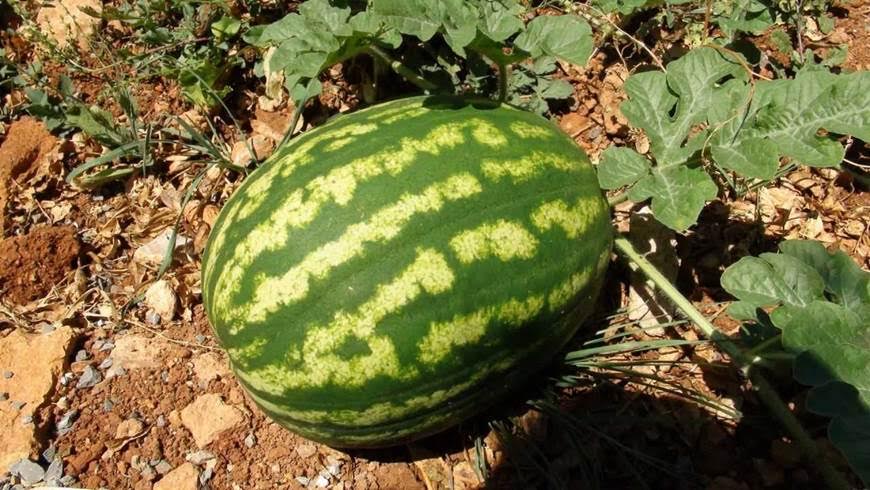 La patata roja y la sandía de Ibiza se comercializarán bajo el distintivo Sabors dEivissa