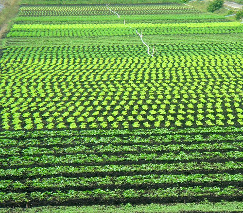 Curso: "Formadores en Agricultura Ecológica"