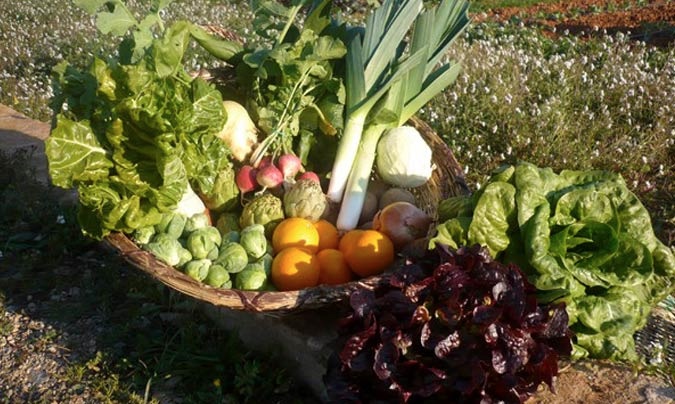 CONSUMO “BIO” Hospitales y colegios valencianos deberán ofrecer frutas y verduras “bio”