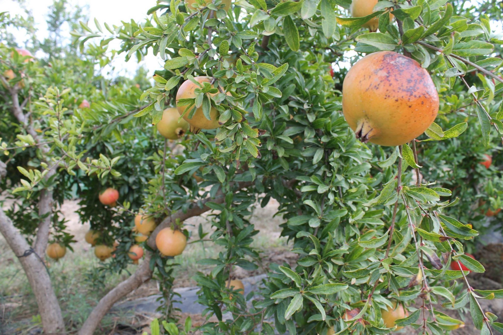 El Campo de Elche produce 500 toneladas de granadas ecológicas