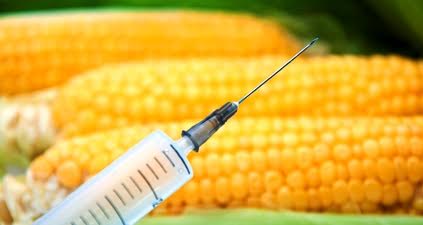 Europa rechaza la autorización de un maíz transgénico