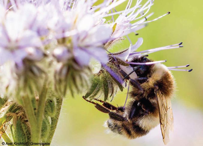 Los campos asturianos son los más amenazados por el actual declive de las abejas