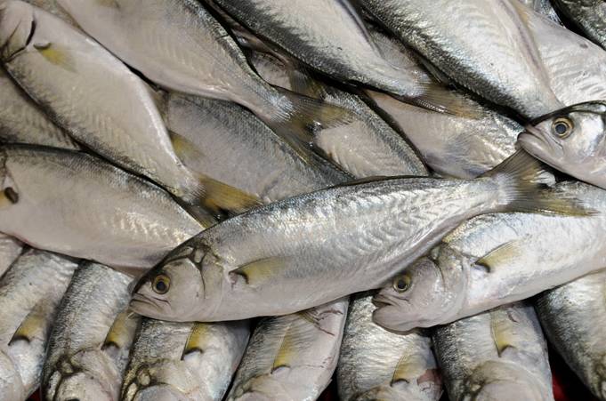 MAGRAMA promueve en los colegios el consumo de pescado como parte de la dieta mediterránea