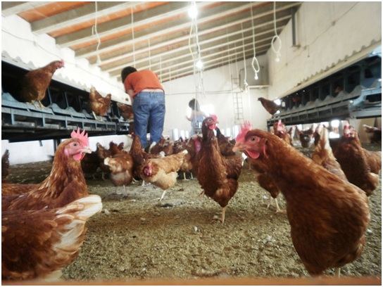 Cuál es el secreto de EsDeRaíz