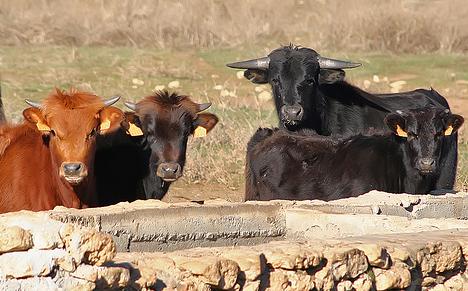 Apuesta de la Junta andaluza por reforzar el servicio al sector ganadero ecológico