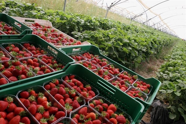 Abierto el plazo de consulta pública previa para elaborar el nuevo Decreto de Producción Integrada