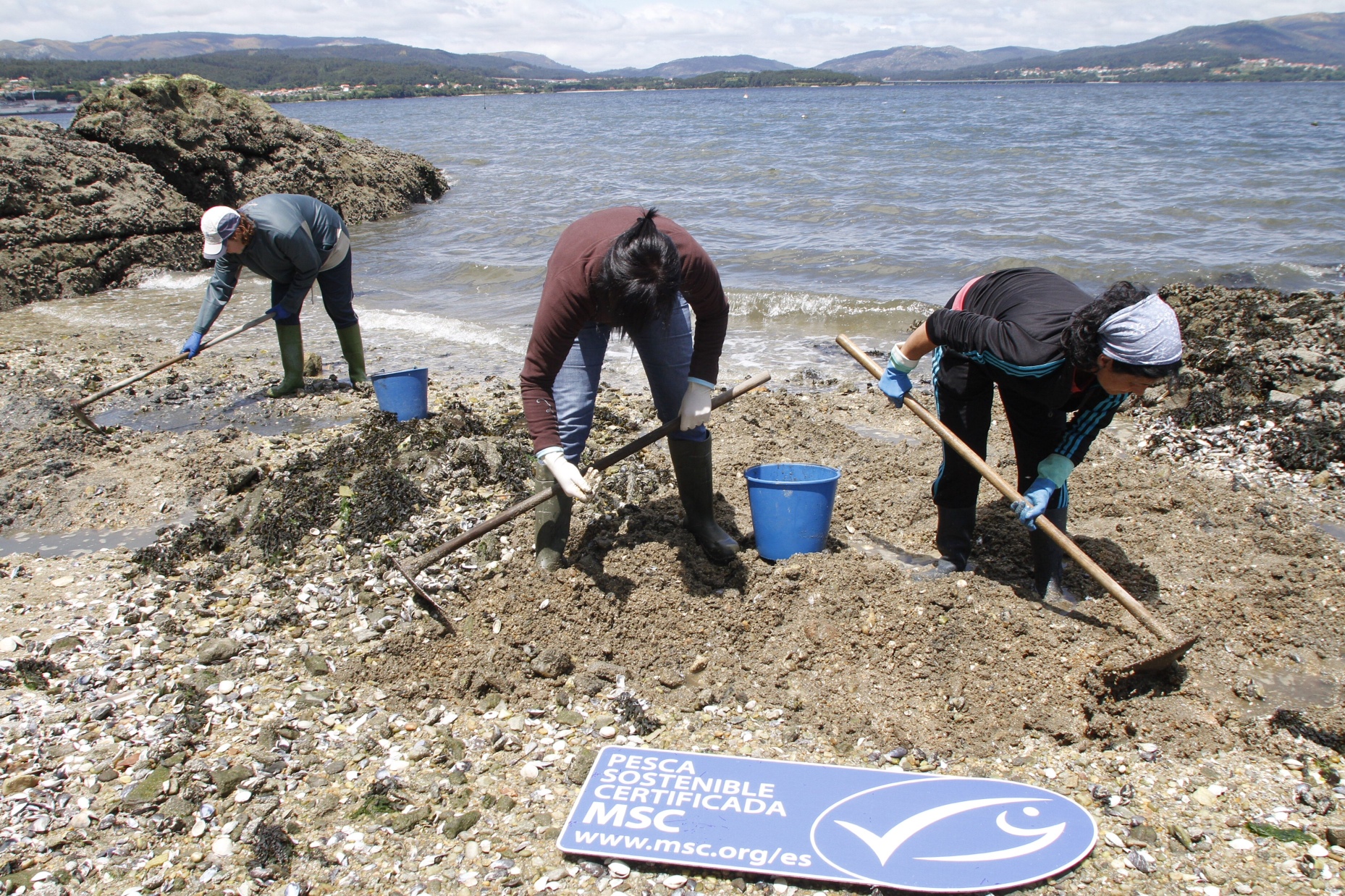 SOCIEDAD COOPERATIVA GALLEGA RÍA DE AROSA reconocida con la certificación MSC para sus pesquerías artesanales de almeja y berberecho