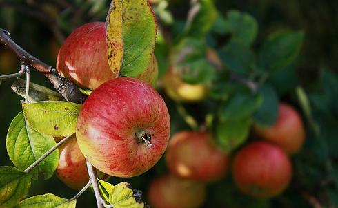 La rentabilidad de los manzanos ecológicos mejora con las técnicas de manejo