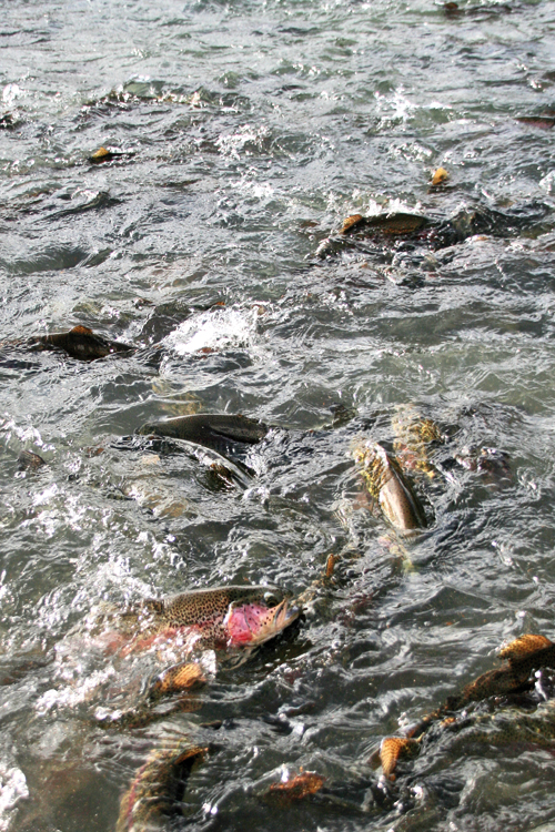 El pescado ecológico llega al Huerto de Lucas