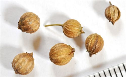 El aceite de cilantro podría acabar con infecciones transmitidas por alimentos y con fármacoresistentes