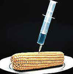 IU demanda a los gobiernos regional y estatal "la prohibición de los cultivos transgénicos"