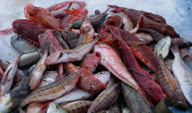 Peces y el desarrollo cognitivo de los niños