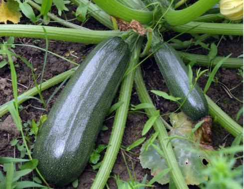 Infrarrojo para el control de nitratos en hortalizas destinadas a purés de bebé