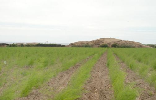 La costa duplica su producción agrícola ecológica en cinco años con más de 600 hectáreas de campo