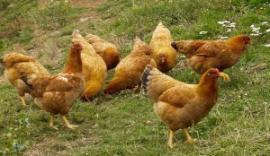 Las granjas ecológicas tienen una biodiversidad muy amplia