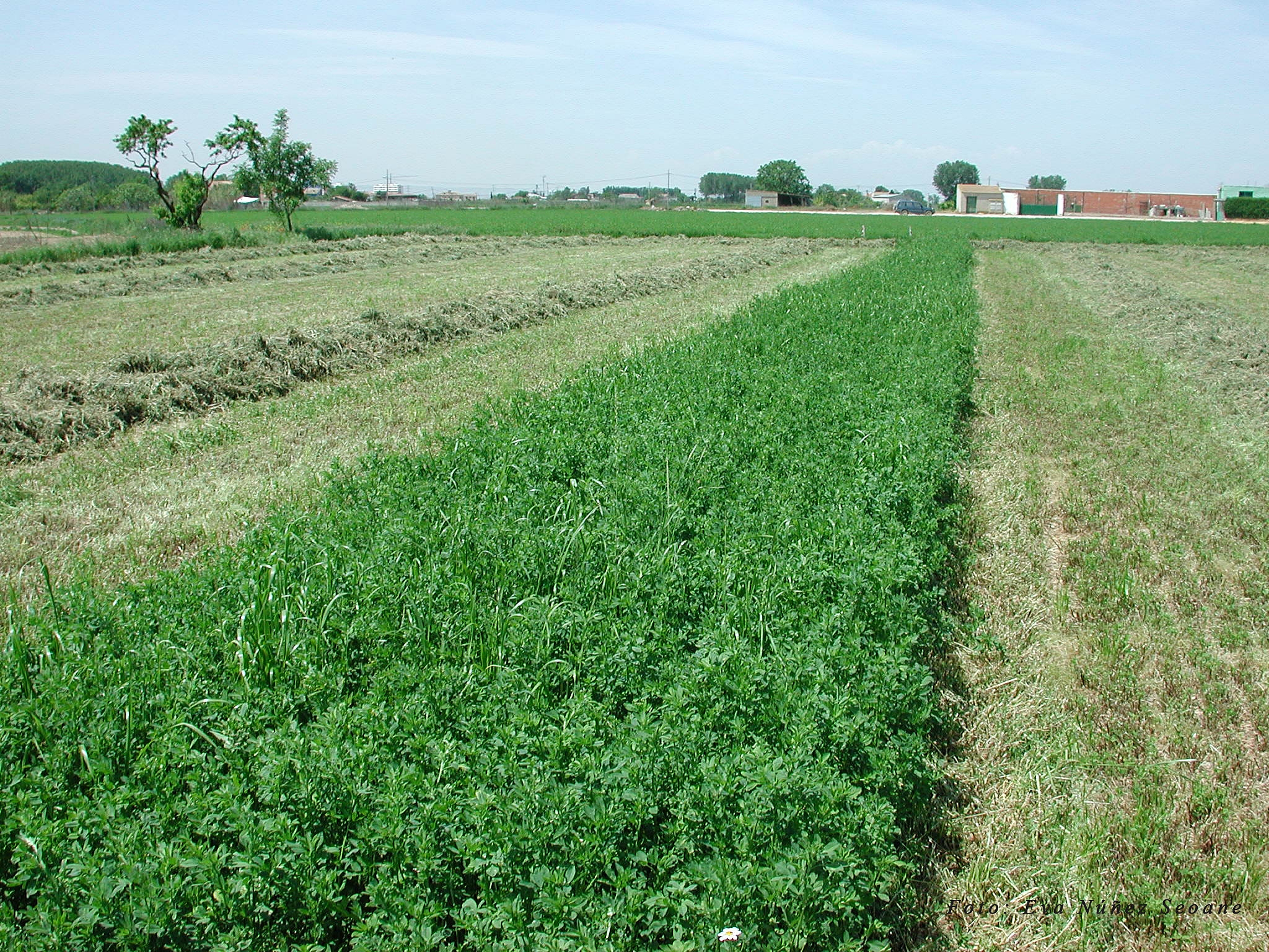 El Departamento de Agricultura y Alimentación modifica la normativa sobre productos fitosanitarios para conseguir un uso más sostenible