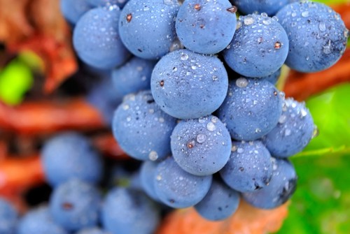 El cultivo de vid y la elaboración de vinos y cavas ecológicos continúan creciendo en 2010