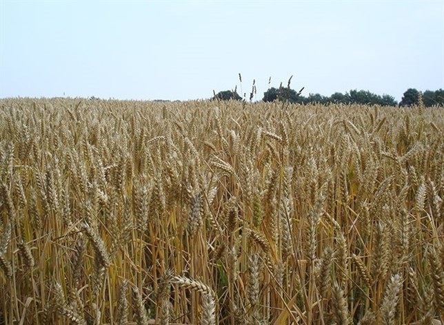 Aparecen detalles ocultos en el genoma del trigo del pan