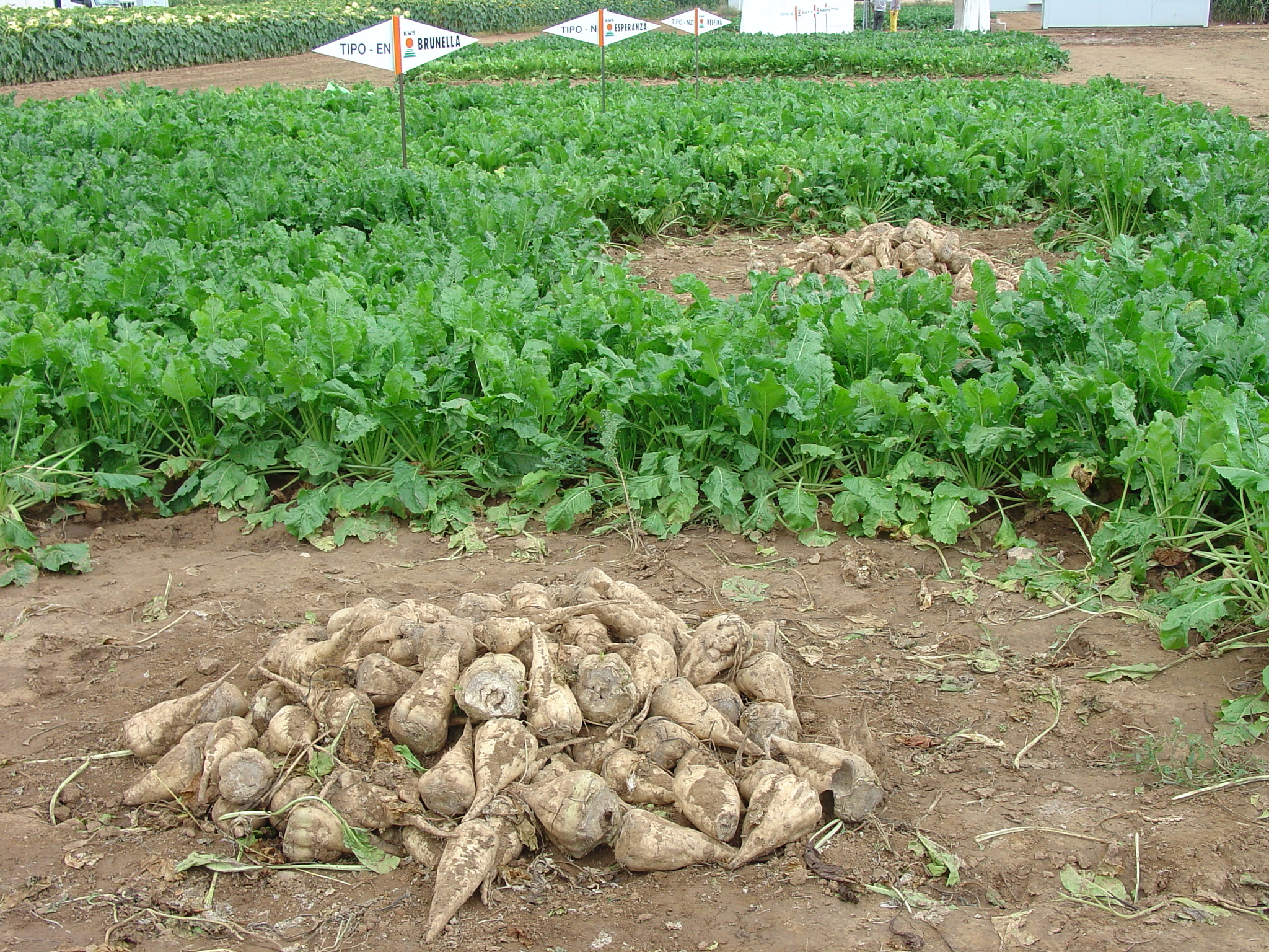 Un sistema de gestión informatizado pretende mejorar la productividad de los cultivos