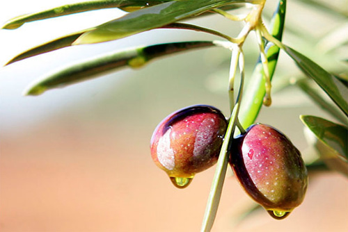 La Generalitat e Ipcena promocionan el aceite de oliva ecológico